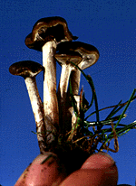Psilocybe stuntzii-6.gif